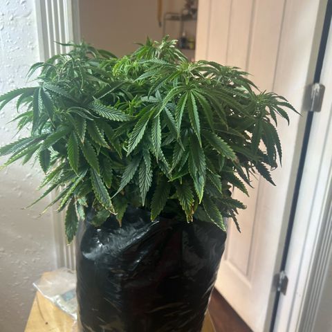 Orange Cream Pop  growlog timeline photo