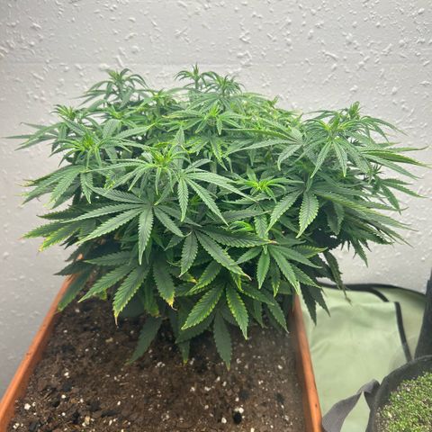 Orange Cream Pop  growlog timeline photo