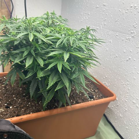 Orange Cream Pop  growlog timeline photo