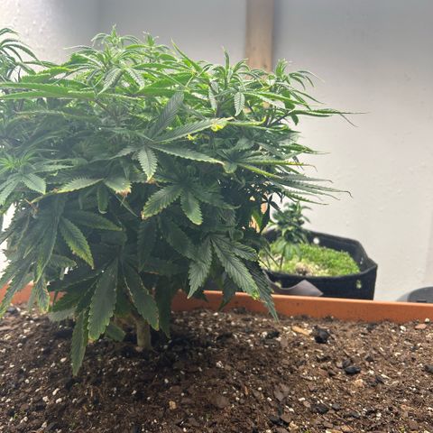 Orange Cream Pop  growlog timeline photo