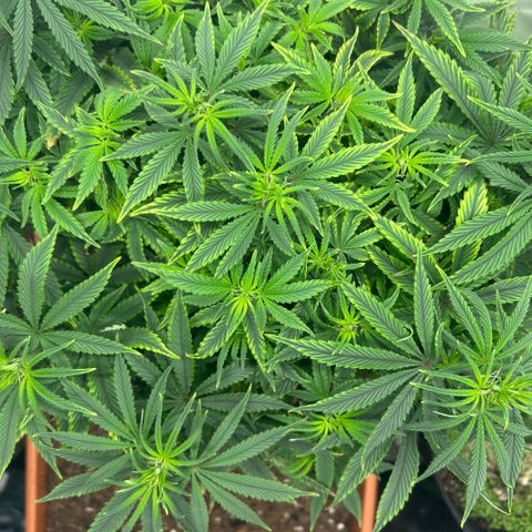 Orange Cream Pop  growlog timeline photo