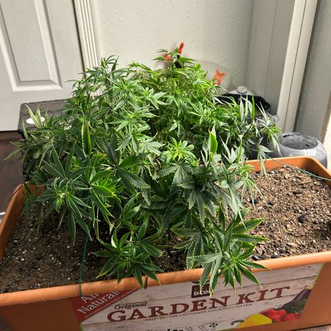 Orange Cream Pop  growlog photo: Post LST