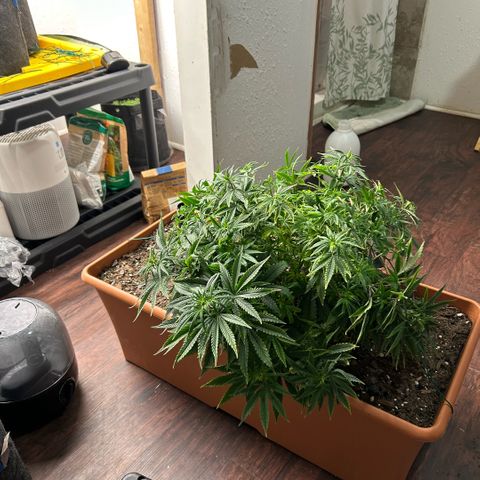Orange Cream Pop  growlog photo: Post LST