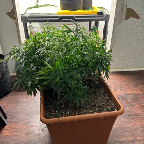 Orange Cream Pop  growlog photo: Post LST