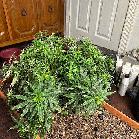 Orange Cream Pop  growlog photo: Post LST