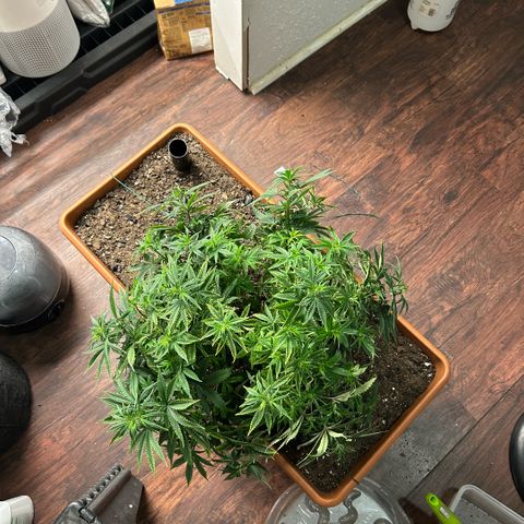 Orange Cream Pop  growlog photo: Post LST