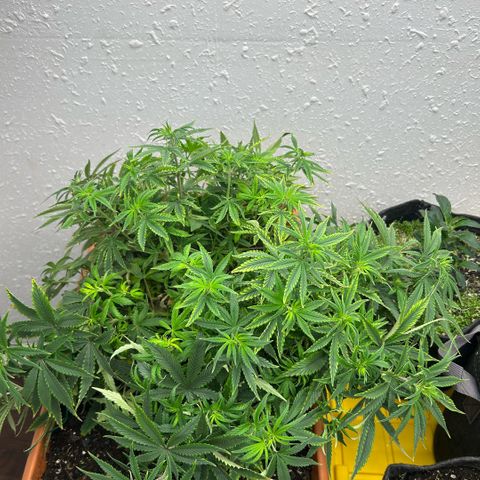Orange Cream Pop  growlog photo: Post LST