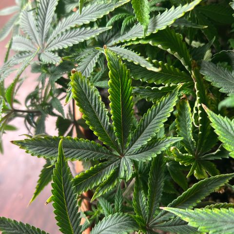 Orange Cream Pop  growlog photo: Slight nutrient burn after transplant, positive growth through entire plant. 