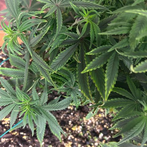 Orange Cream Pop  growlog photo: Slight nutrient burn after transplant, positive growth through entire plant. 