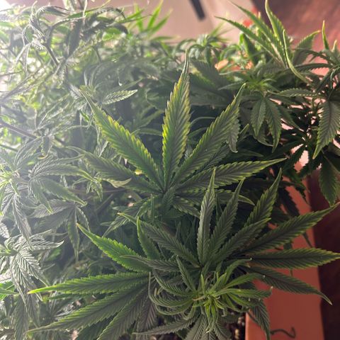 Orange Cream Pop  growlog photo: Slight nutrient burn after transplant, positive growth through entire plant. 