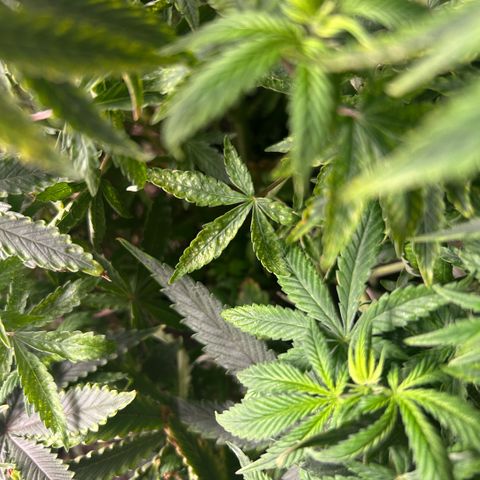 Orange Cream Pop  growlog photo: Slight nutrient burn after transplant, positive growth through entire plant. 