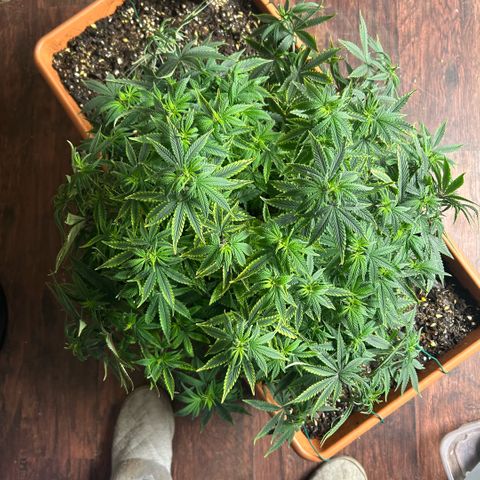 Orange Cream Pop  growlog photo: Slight nutrient burn after transplant, positive growth through entire plant. 