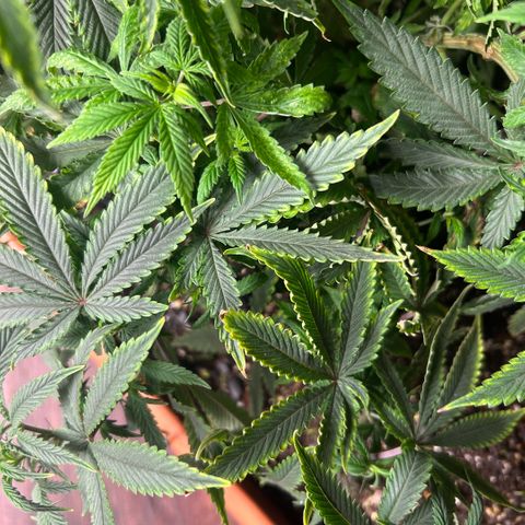 Orange Cream Pop  growlog photo: Slight nutrient burn after transplant, positive growth through entire plant. 