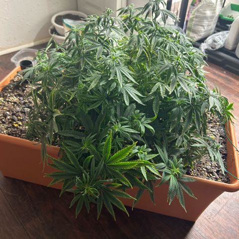 Orange Cream Pop  growlog photo: Slight nutrient burn after transplant, positive growth through entire plant. 