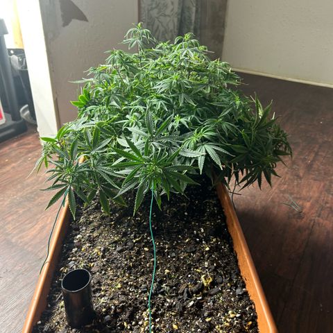 Orange Cream Pop  growlog photo: Slight nutrient burn after transplant, positive growth through entire plant. 
