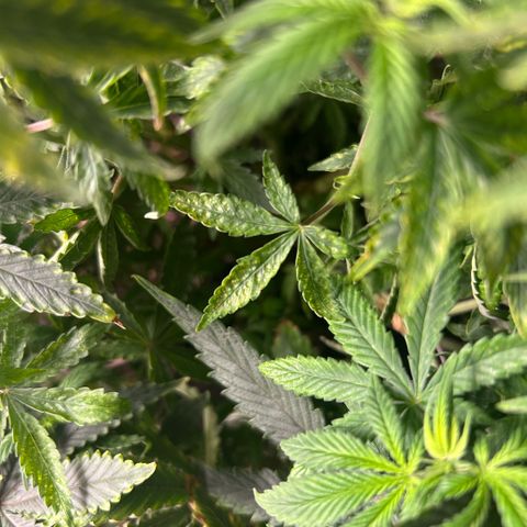 Orange Cream Pop  growlog photo: Slight nutrient burn after transplant, positive growth through entire plant. 