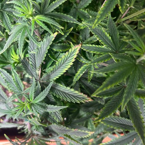Orange Cream Pop  growlog photo: Slight nutrient burn after transplant, positive growth through entire plant. 