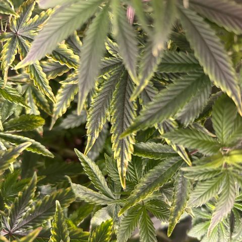 Orange Cream Pop  growlog photo: Slight nutrient burn after transplant, positive growth through entire plant. 
