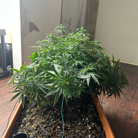 Orange Cream Pop  growlog photo: Slight nutrient burn after transplant, positive growth through entire plant. 