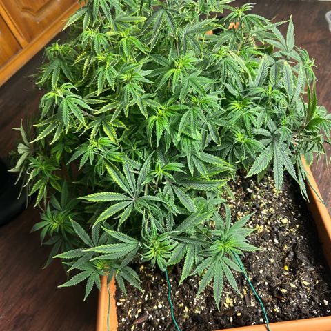 Orange Cream Pop  growlog photo: Slight nutrient burn after transplant, positive growth through entire plant. 
