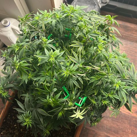 Orange Cream Pop  growlog timeline photo