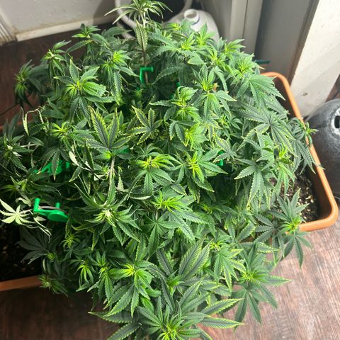 Orange Cream Pop  growlog timeline photo