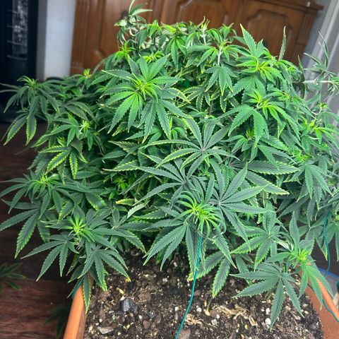 Orange Cream Pop  growlog timeline photo