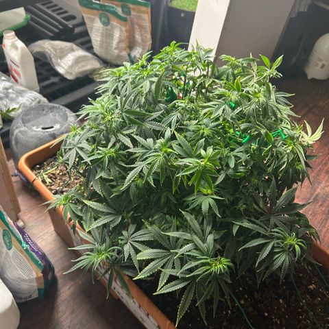 Orange Cream Pop  growlog timeline photo
