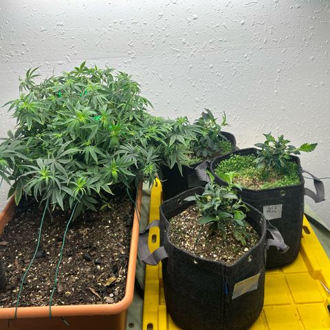 Orange Cream Pop  growlog timeline photo