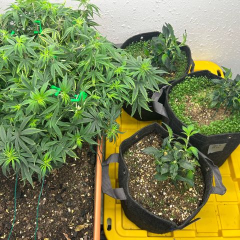 Orange Cream Pop  growlog timeline photo