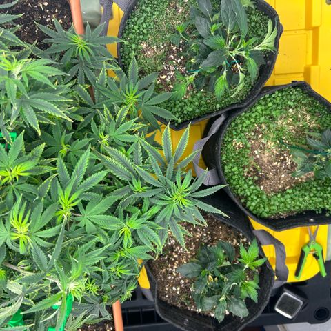Orange Cream Pop  growlog timeline photo