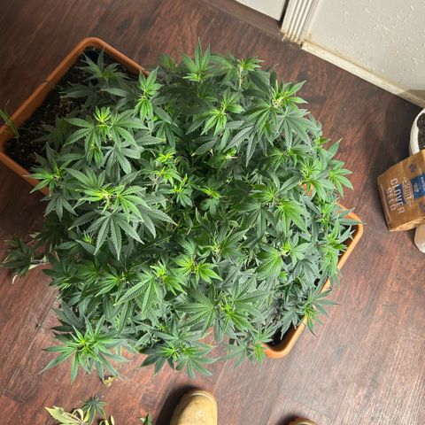 Orange Cream Pop  growlog timeline photo