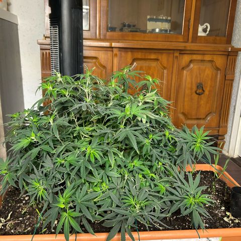Orange Cream Pop  growlog timeline photo