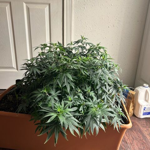 Orange Cream Pop  growlog timeline photo