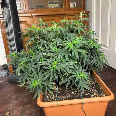 Orange Cream Pop  growlog timeline photo