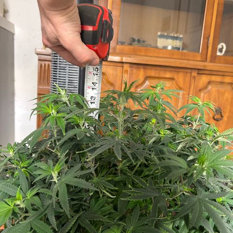 Orange Cream Pop  growlog timeline photo