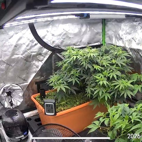 Orange Cream Pop  growlog timeline photo