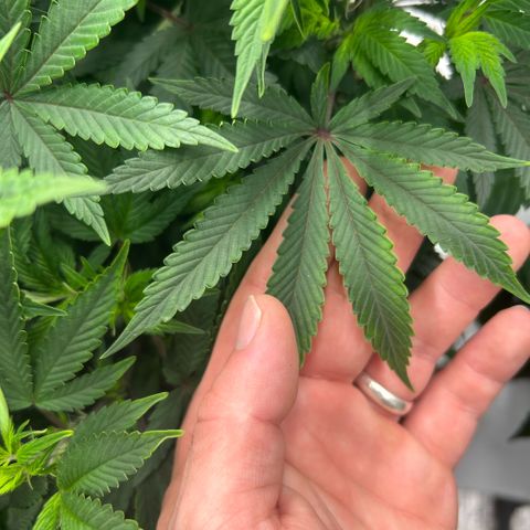 Orange Cream Pop  growlog timeline photo