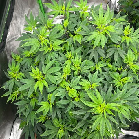 Orange Cream Pop  growlog timeline photo