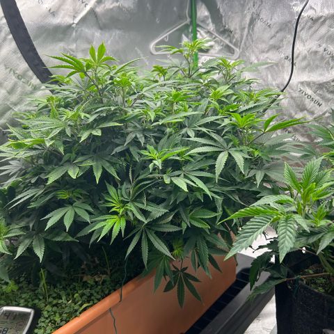 Orange Cream Pop  growlog timeline photo