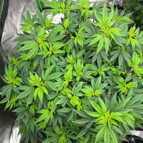 Orange Cream Pop  growlog timeline photo