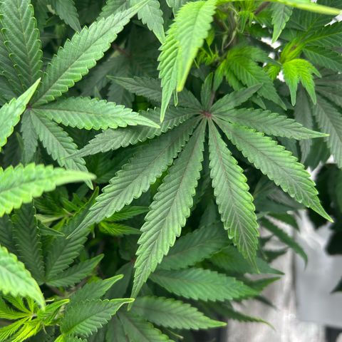 Orange Cream Pop  growlog timeline photo