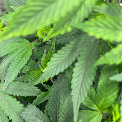 Orange Cream Pop  growlog timeline photo