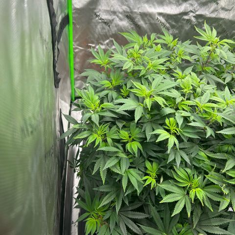 Orange Cream Pop  growlog timeline photo