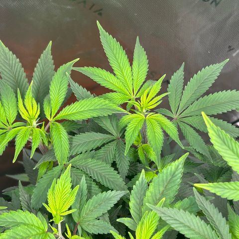 Orange Cream Pop  growlog timeline photo