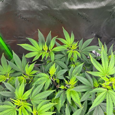 Orange Cream Pop  growlog timeline photo