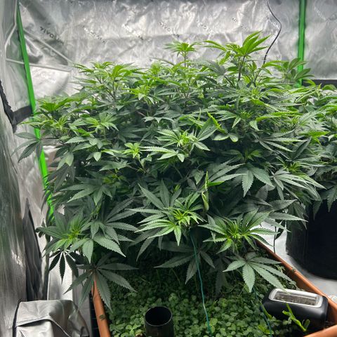 Orange Cream Pop  growlog timeline photo