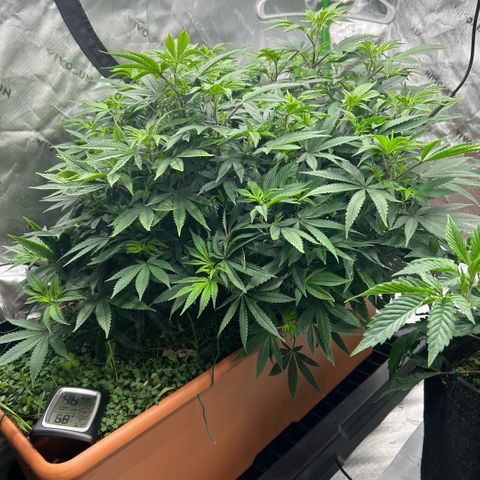 Orange Cream Pop  growlog timeline photo