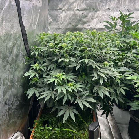 Orange Cream Pop  growlog timeline photo