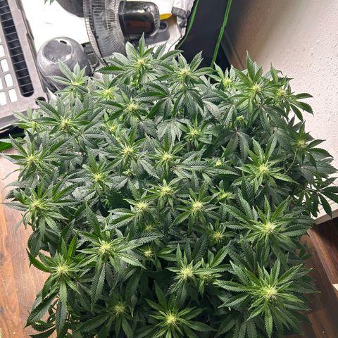 Orange Cream Pop  growlog timeline photo
